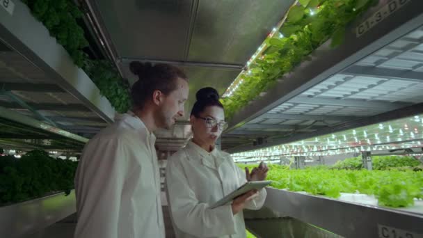 Современная вертикальная система земледелия и ее сотрудники заботятся о растениях. Производство продуктов питания в вертикально укладываемых слоях — стоковое видео