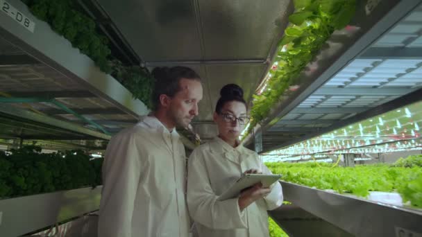 Skupina moderních vědců biotechnologických vědců v bílém obleku s tabletem pro práci organické hydrofonní zeleninové zahrady ve skleníku. — Stock video