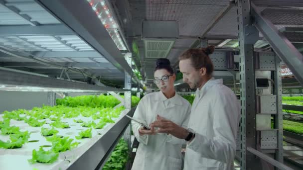 Cientistas modernos estão envolvidos no desenvolvimento da produção de alimentos saudáveis, crescendo-os em fazendas verticais automatizadas. Análise de dados usando um laptop e tablet . — Vídeo de Stock