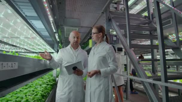 Método hidropónico de cultivo de ensalada en invernadero. Cuatro asistentes de laboratorio examinan el cultivo de plantas verdes. Agrícola. Industria — Vídeos de Stock