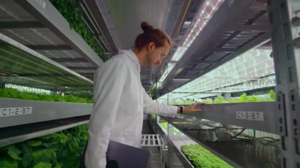 Método hidropónico de cultivo de ensalada en invernadero. Cuatro asistentes de laboratorio examinan el cultivo de plantas verdes. Agrícola. Industria — Vídeos de Stock