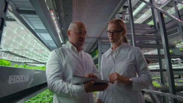 Método hidropónico de cultivo de ensalada en invernadero. Cuatro asistentes de laboratorio examinan el cultivo de plantas verdes. Agrícola. Industria — Vídeos de Stock