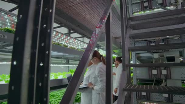 Ingenieros Agrícolas Trabajando en Plantación. Retrato completo de cuatro científicos modernos estudiando la selección de verduras en invernadero de la agricultura . — Vídeo de stock