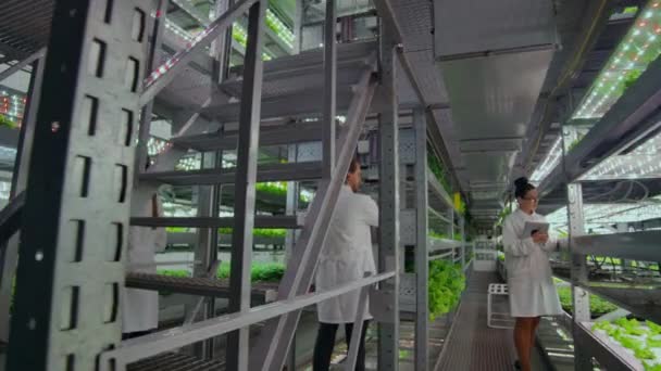 Ingenieros Agrícolas Trabajando en Plantación. Retrato completo de cuatro científicos modernos estudiando la selección de verduras en invernadero de la agricultura . — Vídeo de stock