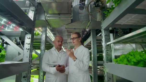 Um homem e uma mulher de casacos brancos estão no moderno laboratório do futuro para o cultivo de saladas e legumes — Vídeo de Stock