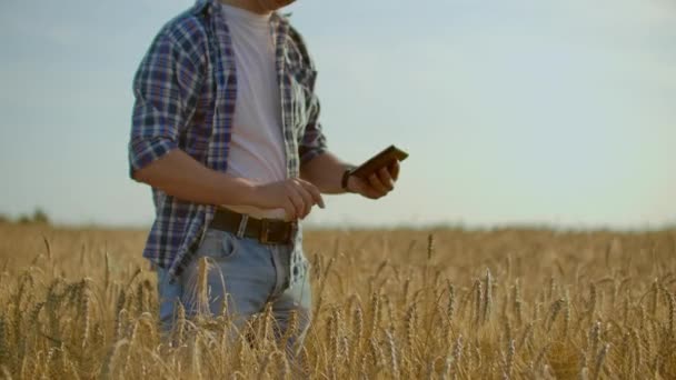 Elegante granjero caucásico viejo caminando en el campo de trigo dorado en su granja durante el amanecer de la mañana . — Vídeos de Stock