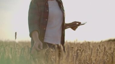 Gün batımında tablet alanında çalışan genç kadın çiftçi. Bir küçük işletme kavramı sahibi