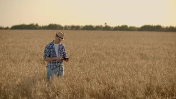 Egy férfi egy kalap és farmer egy tabletta a rák érinti, és nézi a hajtások a rozs és az árpa, vizsgálja a magok és megnyomja az ujját az érintőképernyő naplementekor — Stock videók