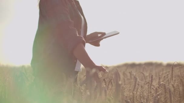 Primo piano di una contadina che cammina con una tavoletta in un campo con segale tocca le spighette e preme il dito sullo schermo, movimento verticale della fotocamera Dolly. La fotocamera guarda la mano — Video Stock