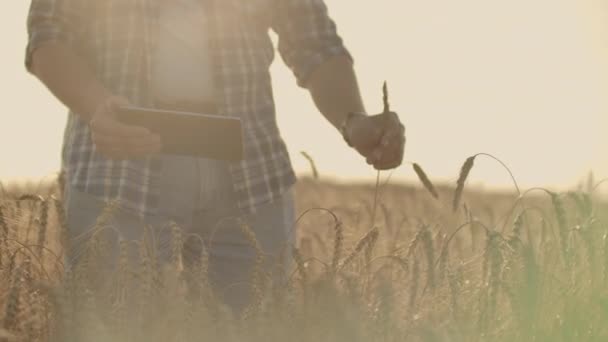Um jovem agricultor com um tablet em um chapéu em um campo de centeio toca o grão e olha para os brotos e pressiona os dedos na tela do computador . — Vídeo de Stock