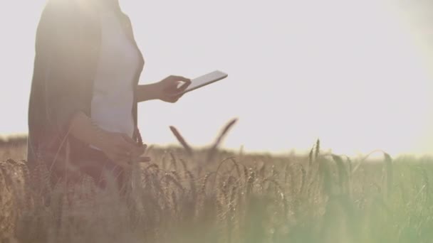 Közeli fel egy nő gazda sétál egy tabletta olyan területen, rozs megérinti a Spikelets és megnyomja az ujját a képernyőn, függőleges Dolly kamera mozgását. A kamera figyeli a kezét — Stock videók