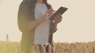 Çavdar ile bir alanda bir tablet ile yürüyen bir kadın çiftçi yakın çekim sivri dokunur ve ekranda parmağını bastırır, dikey Dolly kamera hareketi. Kamera eli izliyor.