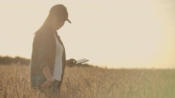 夕暮れ時フィールドにタブレットを使用して農家の若い女性が。スモール ビジネス コンセプトの所有者 — ストック動画