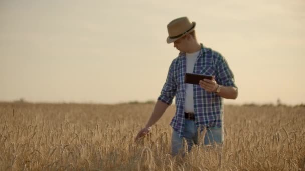 Fiatal férfi farmer gazdaság tabletta Búzamező. — Stock videók