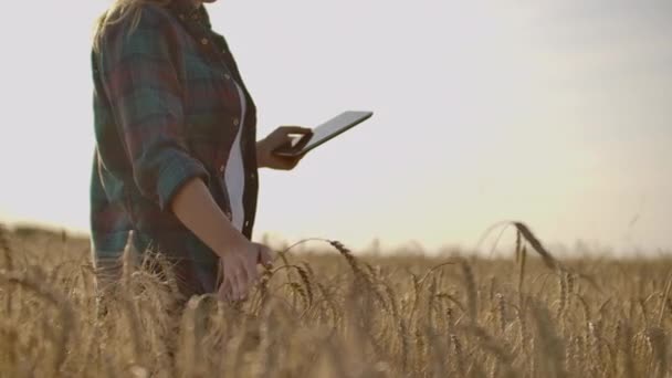 Una mujer agricultora con camisa y jeans va con una tableta en un campo con centeno toca las espiguillas y presiona su dedo sobre la pantalla al atardecer. Movimiento Dolly . — Vídeo de stock