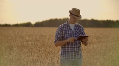 Çiftçi buğday tarlasında tablet kullanıyor. Tarımsal teknoloji alanında çalışan bir bilim adamı. İnsan elinin buğday saplarındaki tablete dokunuşunu kapat. Agronomist buğday kulaklarını araştırıyor..