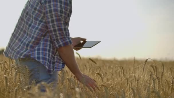 Фермер использует планшет на пшеничном поле. Ученый, работающий в области сельскохозяйственных технологий. Закройте рукой трогательный планшетный компьютер в стеблях пшеницы. Агроном изучает пшеничные уши. — стоковое видео