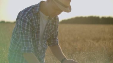 Çiftçi buğday tarlasında tablet kullanıyor. Tarımsal teknoloji alanında çalışan bir bilim adamı. İnsan elinin buğday saplarındaki tablete dokunuşunu kapat. Agronomist buğday kulaklarını araştırıyor..