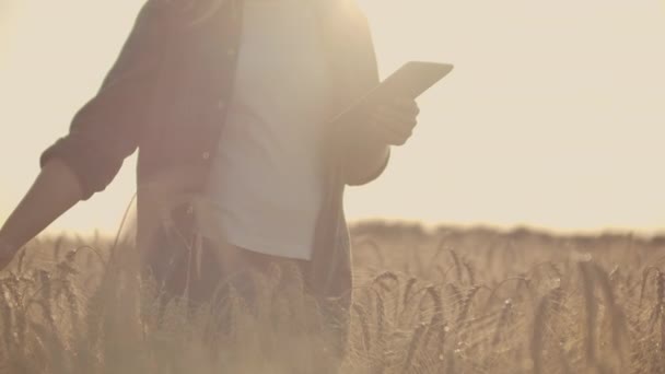 Žena farmářka v košili a džínách s tabletem v poli s žita se dotkne věží a stiskne prst na obrazovce při západu slunce. Dolly hnutí. — Stock video
