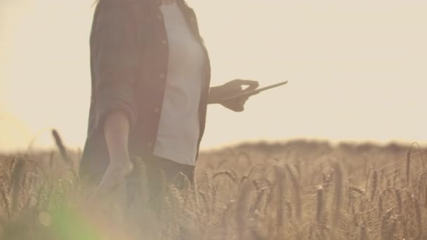 Zbliżenie womans rękę biegną przez organiczne pole pszenicy, strzał Steadicam. Zwolnionym. Dziewczyny ręka dotykając pszenicy uszy zbliżenie. Słońce obiektyw flary. Koncepcja zrównoważonego zbioru — Wideo stockowe