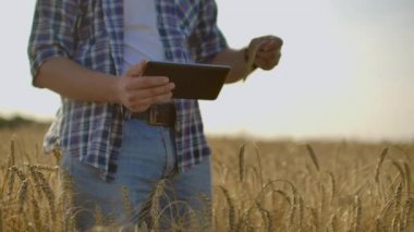 Çiftçi buğday tarlasında tablet kullanıyor. Tarımsal teknoloji alanında çalışan bir bilim adamı. İnsan elinin buğday saplarındaki tablete dokunuşunu kapat. Agronomist buğday kulaklarını araştırıyor..