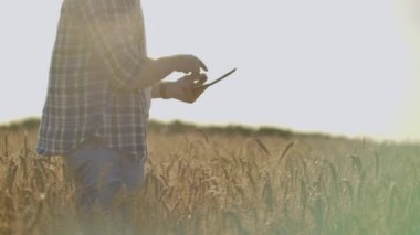 Genç erkek çiftçi holding tablet buğday alanında.