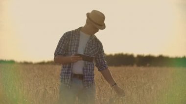 Çavdar tarlasında şapkalı tableti olan genç bir çiftçi tahıla dokunur ve lahanalara bakar ve bilgisayar ekranında parmaklarını bastırır..