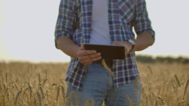 Genç erkek çiftçi holding tablet buğday alanında.
