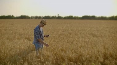 Çavdar tarlasında şapkalı tableti olan genç bir çiftçi tahıla dokunur ve lahanalara bakar ve bilgisayar ekranında parmaklarını bastırır..