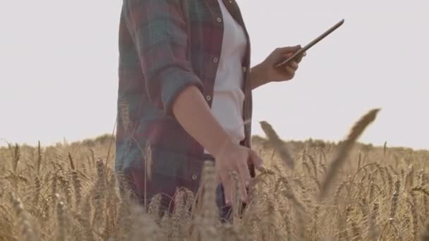 Close-up of womans hand running through organic wheat field, steadicam shot. Slow motion. Girls hand touching wheat ears closeup. Sun lens flare. Sustainable harvest concept — Stock Video