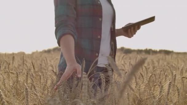 Женщина-фермер с планшетом. Умное сельское хозяйство и цифровое сельское хозяйство — стоковое видео