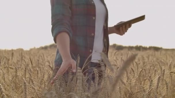 Una mujer agricultora con tableta. Agricultura inteligente y agricultura digital — Vídeos de Stock