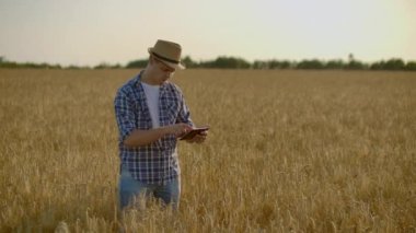 Kanserli bir tablet ile şapka ve kot bir adam dokunur ve çavdar ve arpa filizbakar, tohumları inceler ve gün batımında dokunmatik ekranda parmağını bastırır