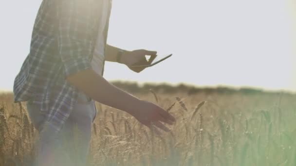 Un joven agricultor con una tableta en un sombrero en un campo de centeno toca el grano y mira los brotes y presiona sus dedos en la pantalla de la computadora . — Vídeos de Stock