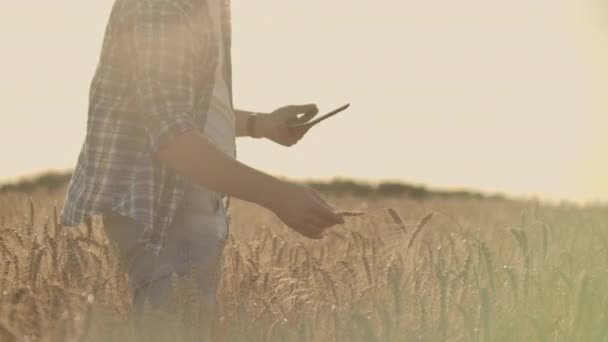 Agricultor usando tableta en campo de trigo. Científico que trabaja en el campo con tecnología agrícola. Primer plano de la mano del hombre tocando la tableta pc en tallos de trigo. Agrónomo investigando espigas de trigo. — Vídeos de Stock