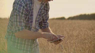 Şık eski beyaz çiftçi sabah gün doğumu sırasında çiftliğinde altın buğday tarlasında yürüyüş.