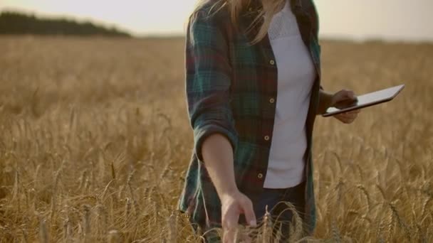 Una mujer agricultora con tableta. Agricultura inteligente y agricultura digital — Vídeos de Stock