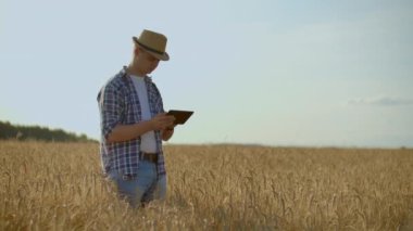 Şık eski beyaz çiftçi sabah gün doğumu sırasında çiftliğinde altın buğday tarlasında yürüyüş.