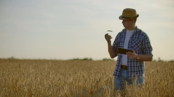 Agricultor usando tableta en campo de trigo. Científico que trabaja en el campo con tecnología agrícola. Primer plano de la mano del hombre tocando la tableta pc en tallos de trigo. Agrónomo investigando espigas de trigo. — Vídeo de stock