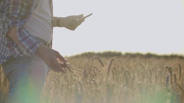 Человек в шляпе и джинсах с таблеткой от рака касается и смотрит на ростки ржи и ячменя, исследует семена и прижимает палец к сенсорному экрану на закате — стоковое видео