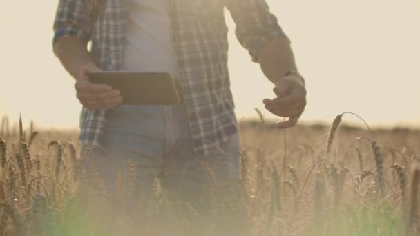 Elegante vecchio contadino caucasico che passeggia nel campo di grano dorato nella sua fattoria durante l'alba del mattino . — Video Stock