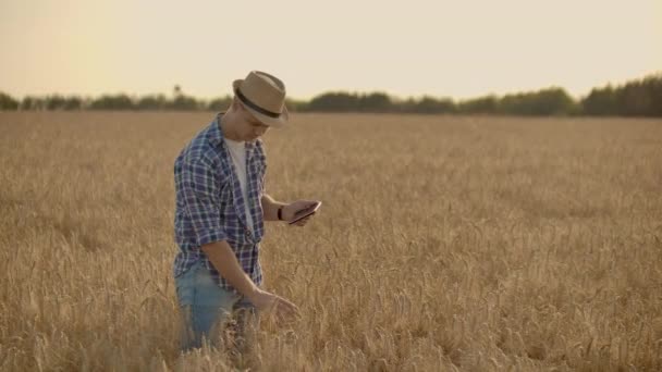 Ένας νεαρός αγρότης με ένα δισκίο σε ένα καπέλο σε ένα χωράφι με σίκαλη αγγίζει το σιτάρι και κοιτάζει τα φύτρα και πιέζει τα δάχτυλά του στην οθόνη του υπολογιστή. — Αρχείο Βίντεο