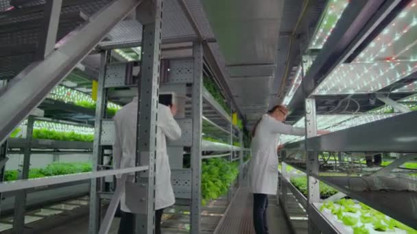 Δύο Γεωπόνοι σε λευκές ποδιές σε μια σύγχρονη παραγωγή λαχανικών. — Αρχείο Βίντεο
