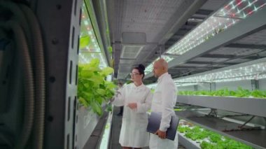 modern çiftlik üretiminde bilim adamları hastalık dirençli bitkiler büyüyen başarısını tartışmak. Modern şehirde yağ büyüyen Hydroponics