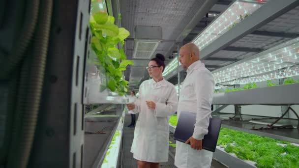 Un grupo de personas con batas blancas analizan y discuten los resultados del crecimiento de verduras y plantas en un agricultor moderno . — Vídeo de stock