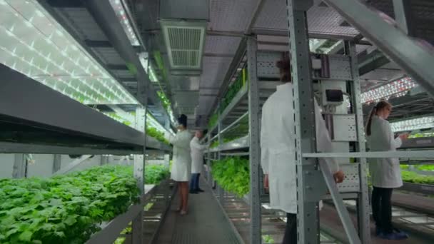 Kameran rör sig längs korridoren, följer den vertikala företaget forskaren från ryggen, en grupp forskare agronomer utreda, beröring händer och diskutera resultaten av de odlade växterna. — Stockvideo