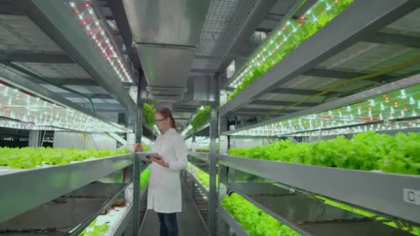 El movimiento inverso de la cámara a lo largo del pasillo, una granja moderna, científicos con batas blancas inspeccionar, tocar las plantas verdes . — Vídeos de Stock