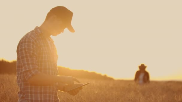 Dois agricultores, um homem e uma mulher em um campo de trigo com um computador tablet trabalhar e analisar o sucesso da colheita, tocando os brotos com as mãos. Planeamento da colheita . — Vídeo de Stock