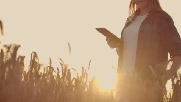 Close-up of a woman at sunset touches the wheat germ and makes the data in the tablet — Stock Video