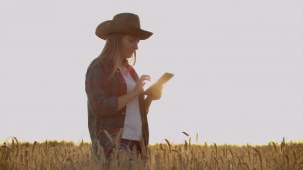 Jovem agricultora no campo de trigo ao pôr-do-sol. Uma rapariga arranca espigas de trigo e usa um comprimido. O agricultor prepara-se para a colheita . — Vídeo de Stock